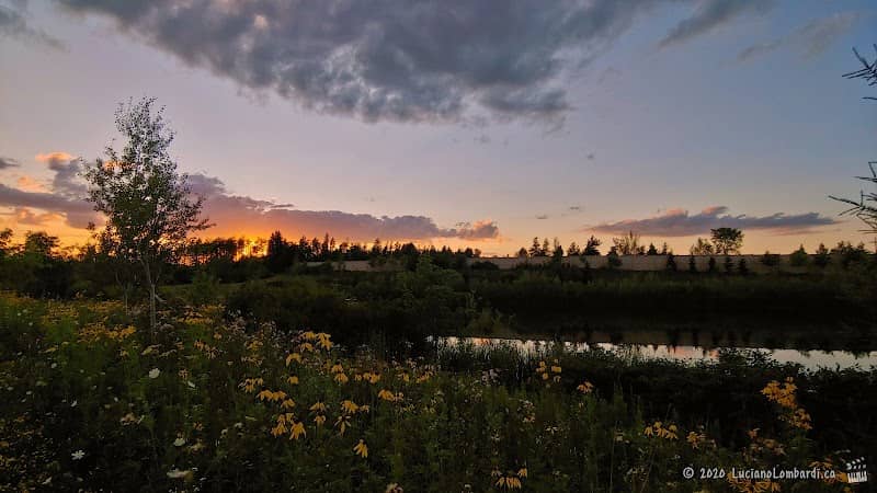 Salamander Park - Image 2