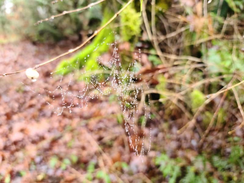 Native Growth Protection Area - Image 1