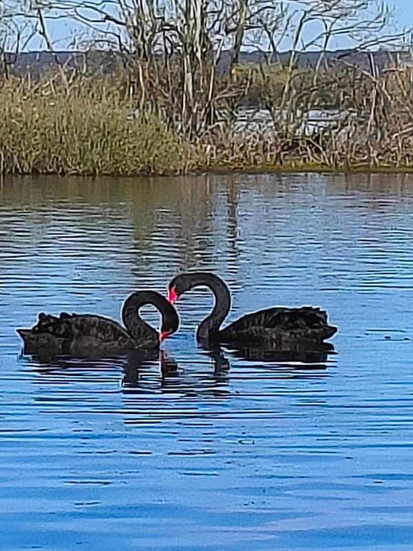 Lake Wendouree - Image 2