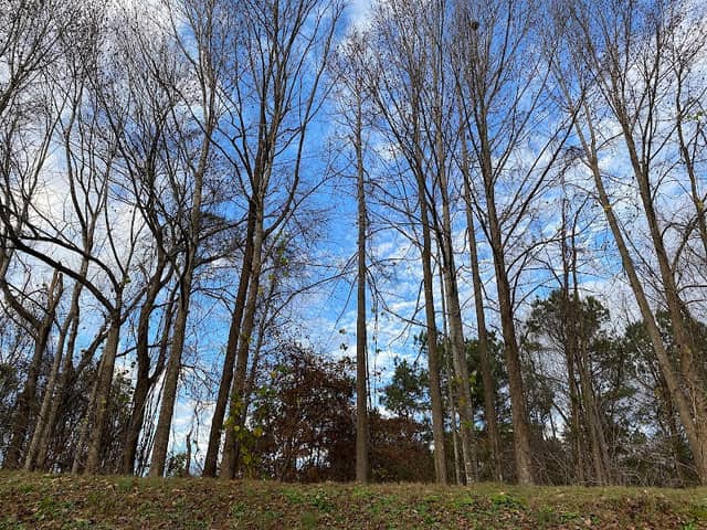 Peavine Trail - Image 2