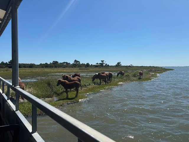 Assateague Adventure 2 - Image 1