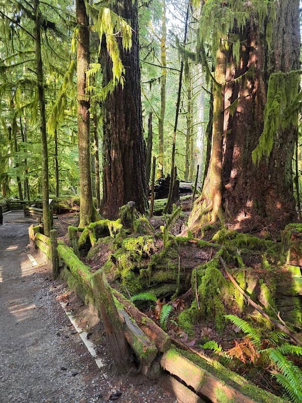 Cathedral Grove Parking Lot - Image 1