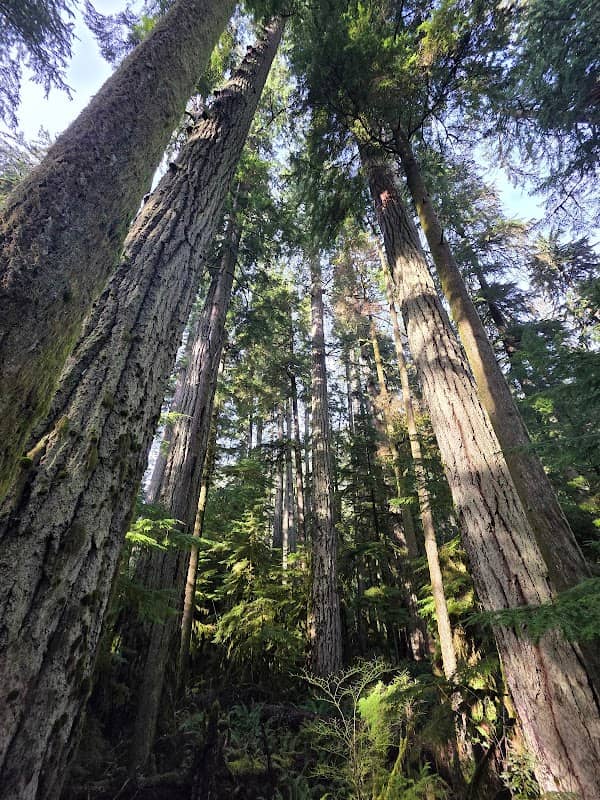 Cathedral Grove Parking Lot - Image 3