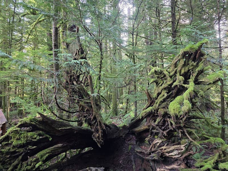 Cathedral Grove Parking Lot - Image 2