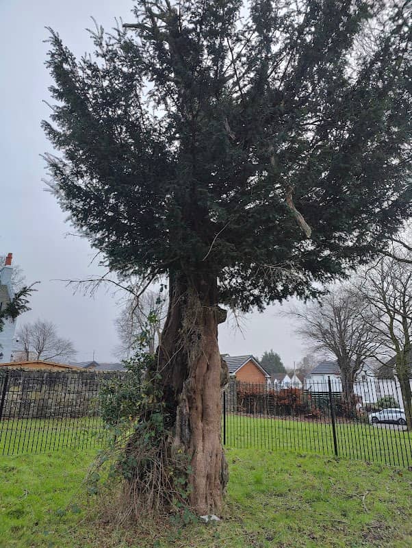 The William Wallace Yew Tree - Image 1