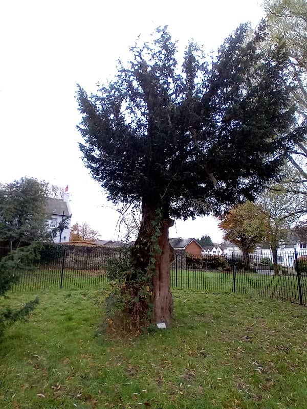 The William Wallace Yew Tree - Image 2