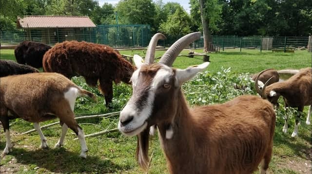 Merziger Tierpark - Image 1