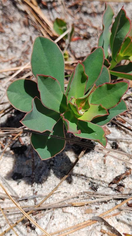 Sophia's Wildflower Patch - Image 2