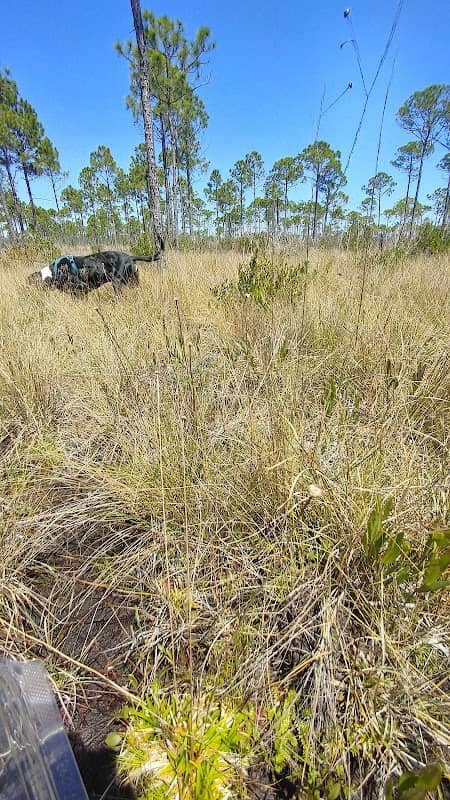Sophia's Wildflower Patch - Image 1