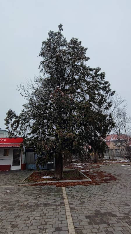 Pomnikowy Żywotnik Olbrzymi - Image 2