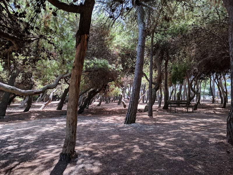 Pineta - Image 2