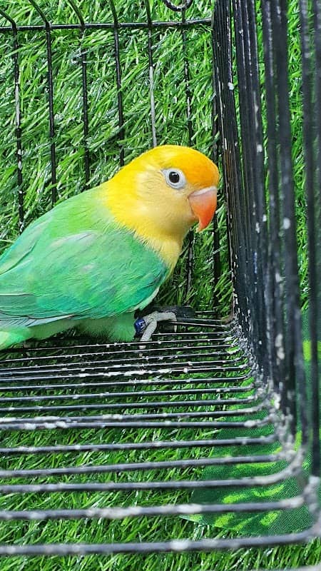 Zeeshan Ali Aviary - Image 2