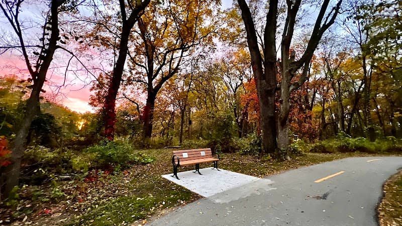 Kissing Tree Bench - Image 2