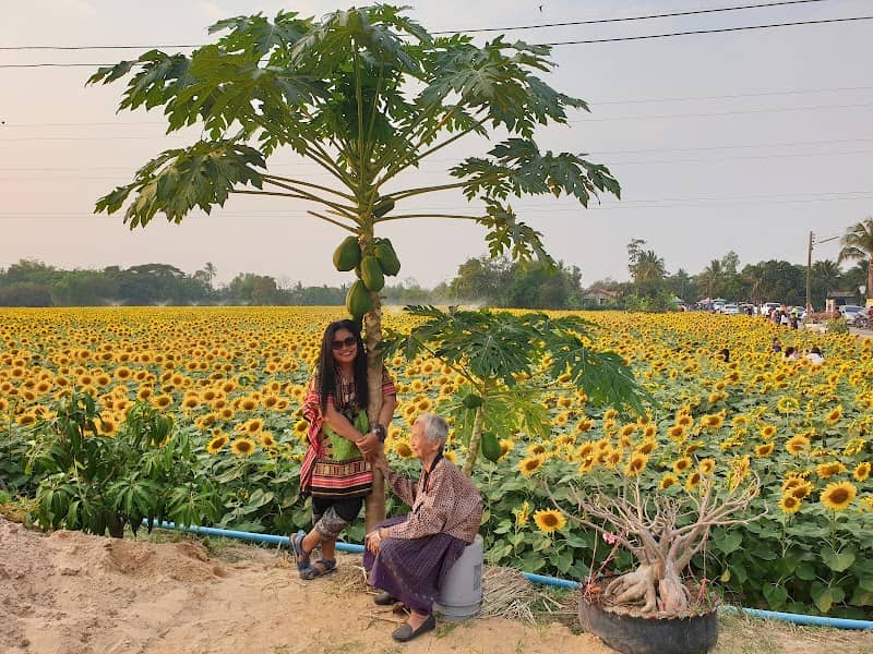 Sunflower Farm @Baan Kor, Warinchamrap - Image 1