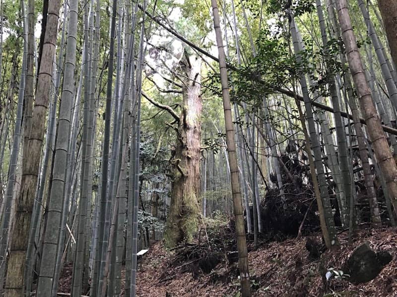 一本杉 - Image 1