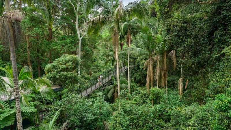 Tamborine Rainforest Skywalk - Image 1