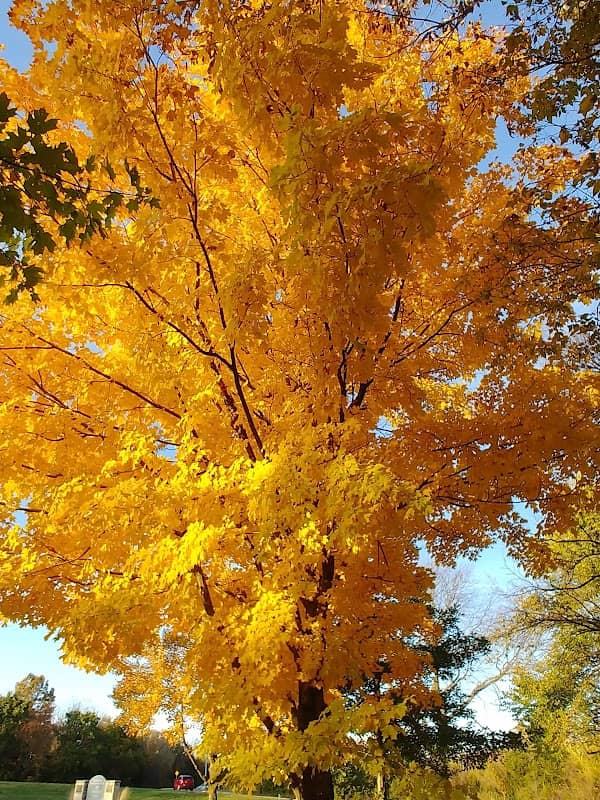 Mill Creek Streamway Park - Image 2