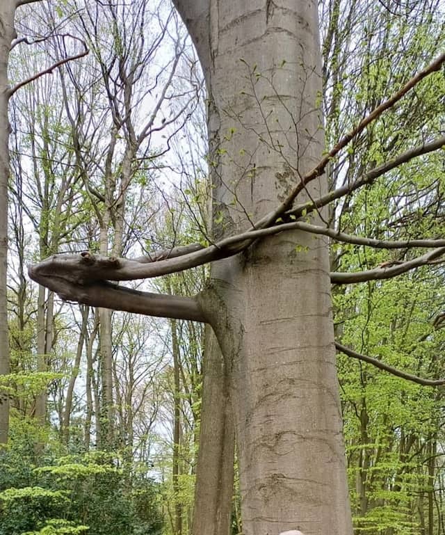 Oldenbütteler Holz - Image 2