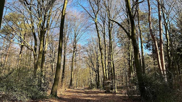 Oldenbütteler Holz - Image 1