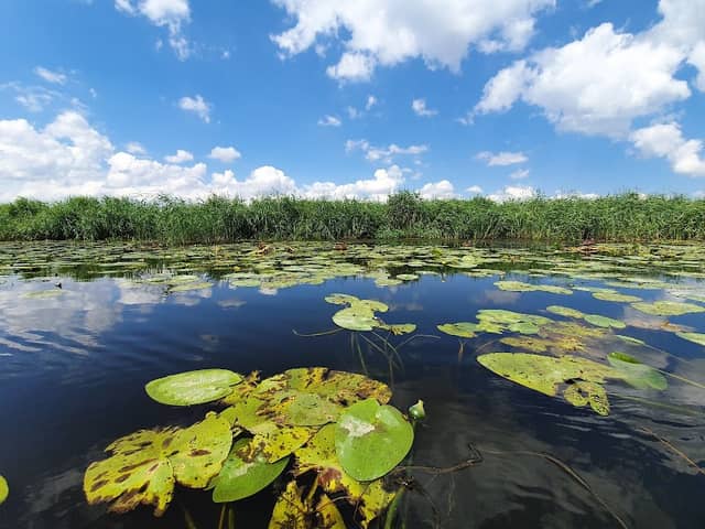 Gryfiński (starorzecze) - Image 1