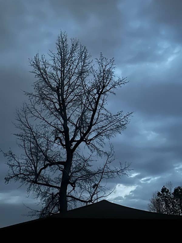Buchanan Park - Image 2