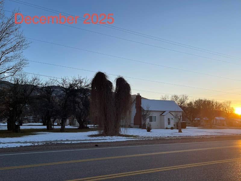 The Gossamer Tree - Image 1