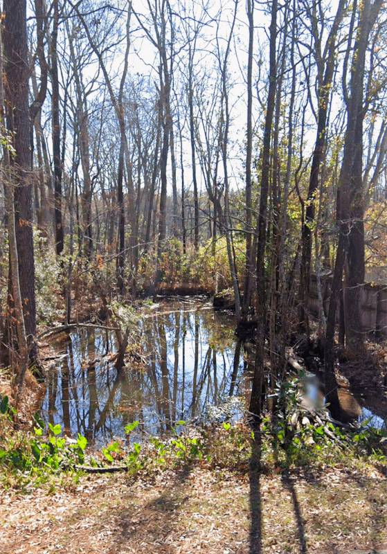 Backwoods pond - Image 1