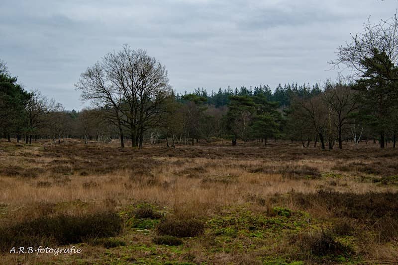 Orvelterzand - Image 1