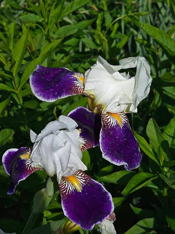 Shelmar Gardens - Image 1