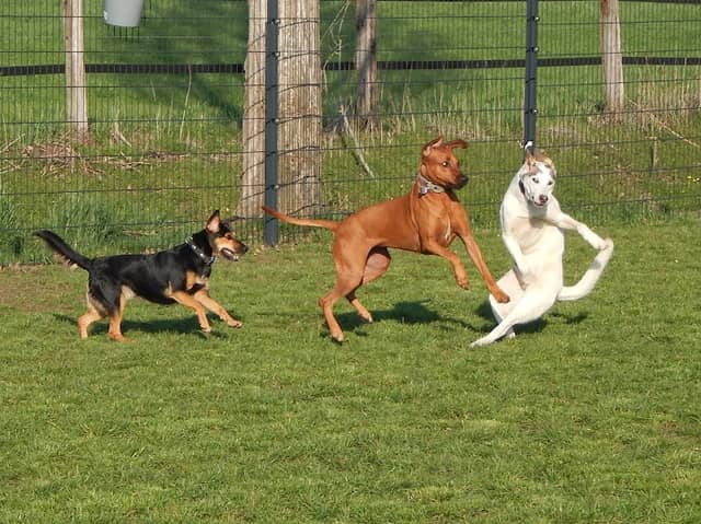 Hundefreilauf leinenlos - Image 1