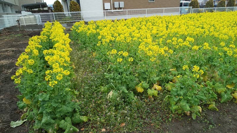 谷川町の菜の花畑 - Image 1