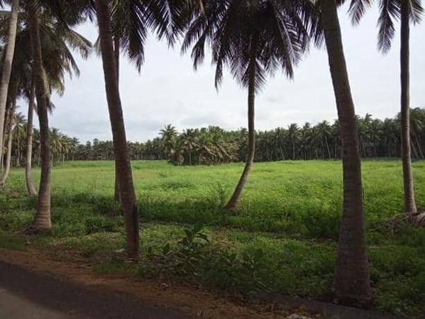 Rangapuram Vibes- konaseema - Image 1