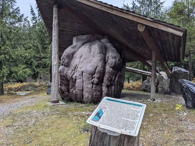 World’s largest Burl - Image 1