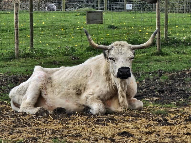 Baylham House Farm - Image 2