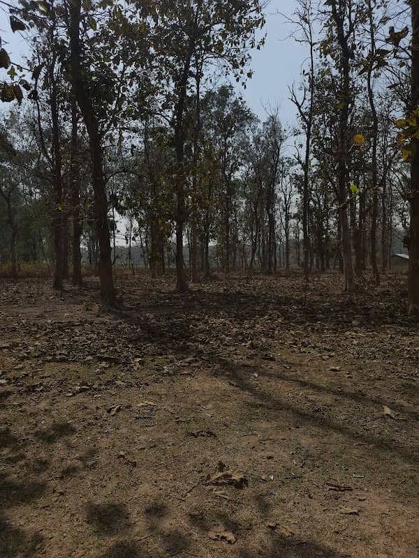 CORBETT SAFARI - Image 2