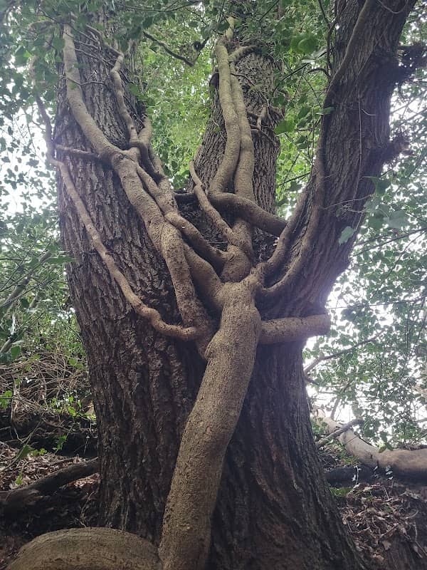 Surrey Hills Park - Image 1