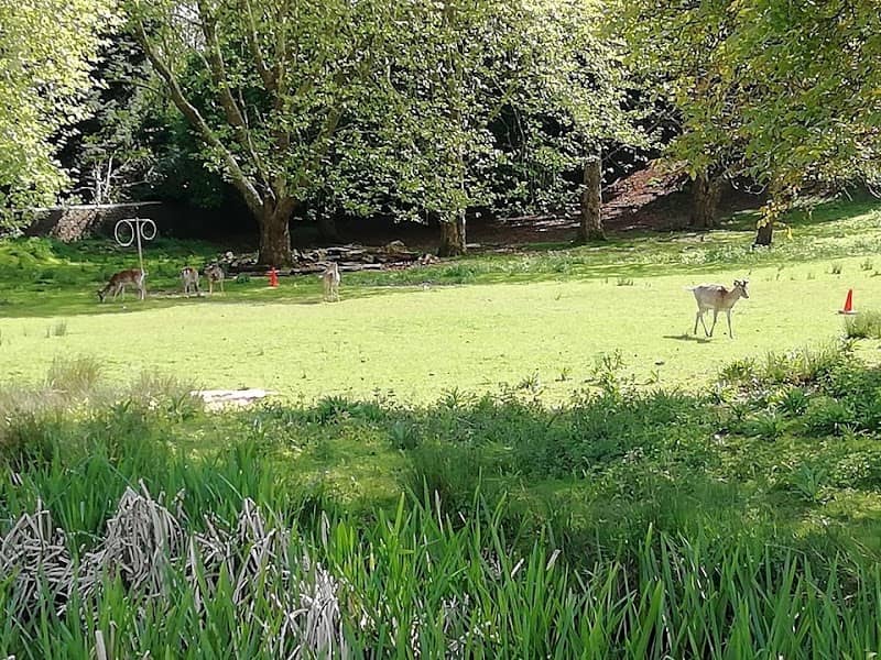 Deer Park - Image 2