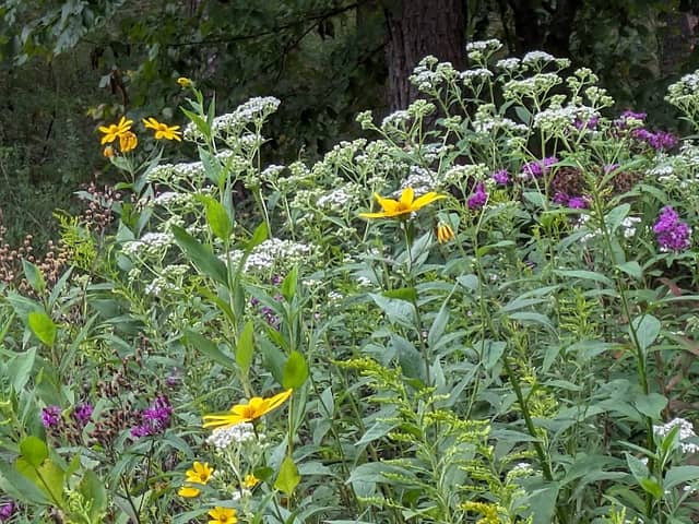 Red Mountain Pollinator Garden Pergola - Image 2