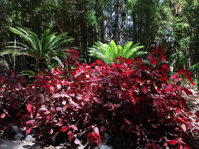 Jungle Garden - Image 2