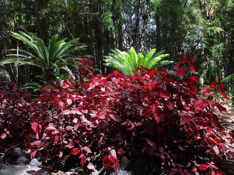 Jungle Garden - Image 2