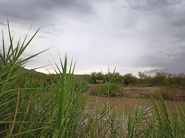 Panther Path - Image 3
