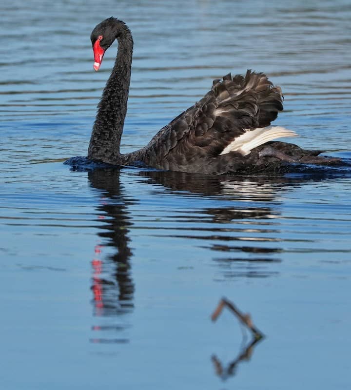 Jabiru Geneebeinga Wetlands - Image 2