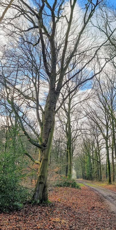 Spiraal beuk/eik, "De verliefde Bomen" - Image 1