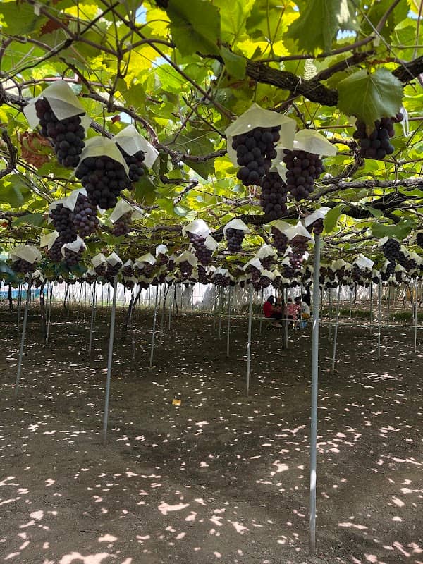 中野(中宗)農園 - Image 1