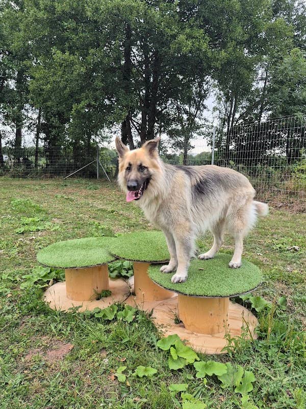 Paws in the Paddock - Image 1