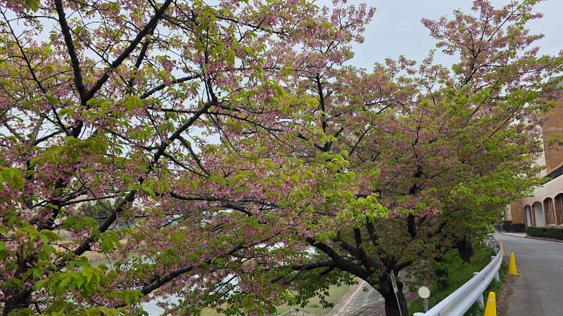 葵桜 岡崎 乙川河川敷 - Image 3
