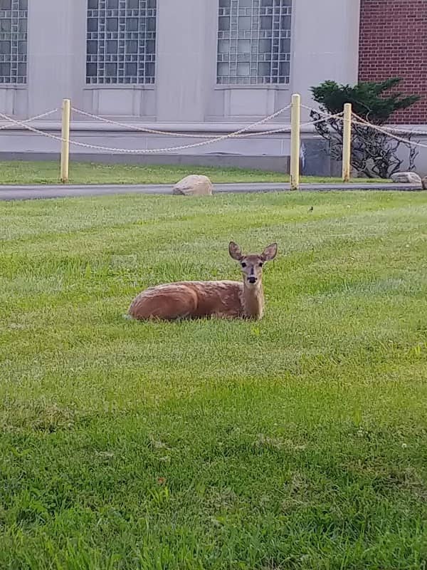Fort Thomas Deer Exhibit - Image 1