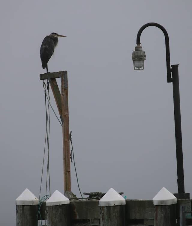 Pier Mukilteo - Image 2