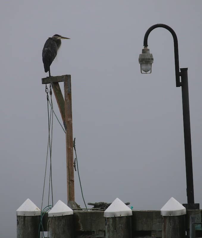 Pier Mukilteo - Image 2