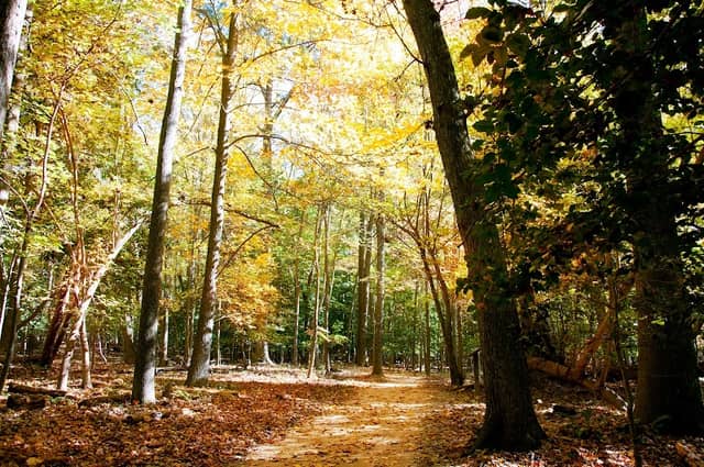 Greensprings Interpretive Trail - Image 1